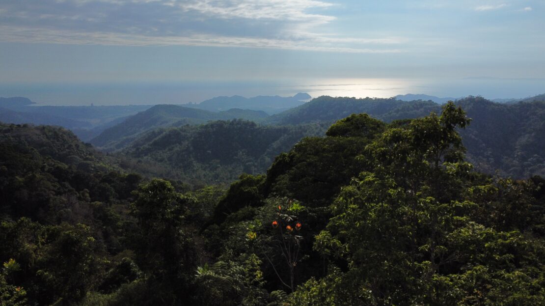 Ocean view teak farm
