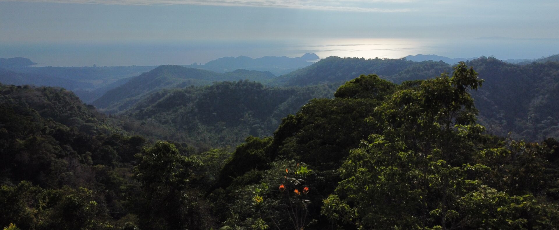 Ocean view teak farm