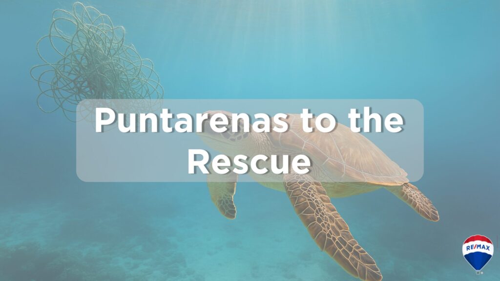 A sea turtle swimming freely in clear tropical blue ocean water after escaping a ghost net. The ghost net floats in the background, tangled and abandoned. Sunlight beams through the surface, casting a peaceful glow. The turtle looks healthy and unharmed, symbolizing ocean conservation and freedom. Other marine life is subtly visible in the background. Photorealistic underwater scene with a hopeful, calm atmosphere.