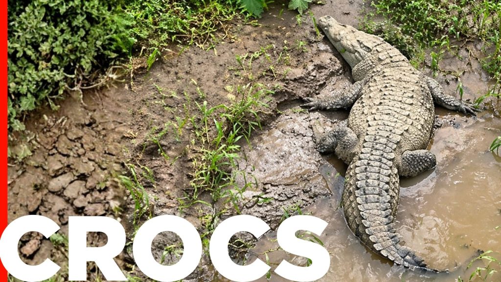 crocs skywalk blog